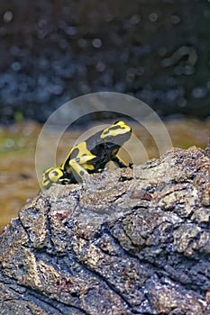 Yellow-banded poison dart frog