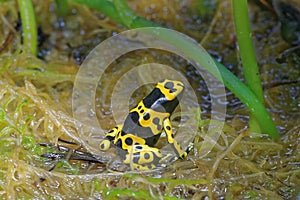 Yellow-banded poison dart frog