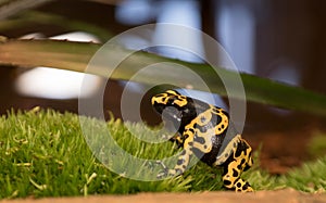 Yellow-banded poison dart frog