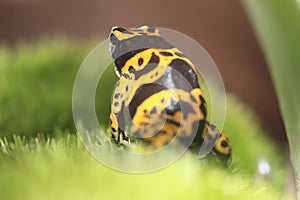 Yellow-banded poison dart frog