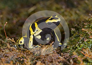 Yellow-banded poison dart frog or bumblebee poison frog (Dendrobates leucomelas).