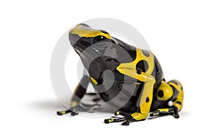 Yellow-banded poison dart frog, Dendrobates leucomelas