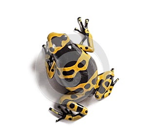 Yellow-banded poison dart frog, Dendrobates leucomelas