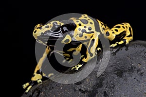 Yellow-banded poison dart frog (Dendrobates leucomelas)