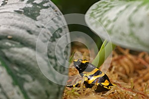 Yellow-banded poison dart frog photo