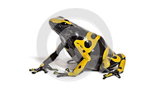 Yellow-banded poison dart frog, Dendrobates leucomelas