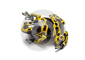 Yellow-banded poison dart frog, Dendrobates leucomelas