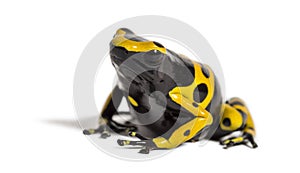 Yellow-banded poison dart frog, Dendrobates leucomelas photo