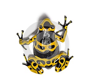 Yellow-banded poison dart frog, Dendrobates leucomelas