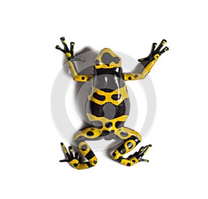 Yellow-banded poison dart frog, Dendrobates leucomelas