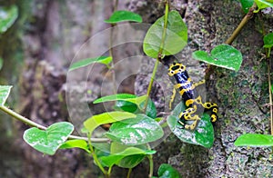 Yellow-banded poison dart frog (Dendrobates leucomelas) at tropical forest pavilion
