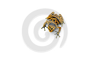 The yellow-banded poison dart frog isolated on white background