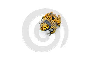 The yellow-banded poison dart frog isolated on white background