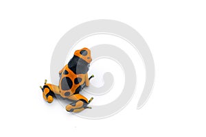 The yellow-banded poison dart frog isolated on white background