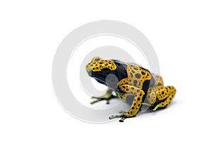 The yellow-banded poison dart frog isolated on white background