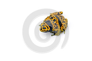 The yellow-banded poison dart frog isolated on white background