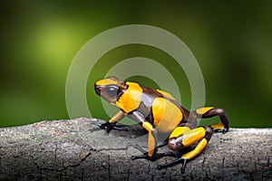 Yellow banded poison dart frog, Oophaga histrionica