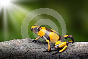 Yellow banded poison dart frog, Oophaga histrionica