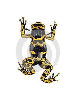 Yellow-banded Poison Dart Frog on white background