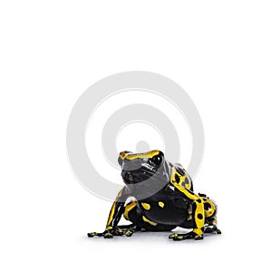 Yellow-banded Poison Dart Frog on white background