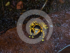 Yellow-banded poison dart frog or yellow-headed poison dart frog Tropical frog living in South America