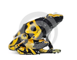 Yellow-Banded Poison Dart Frogs