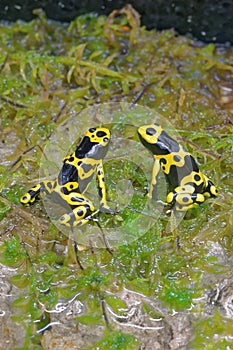 Yellow-banded poison dart frogs