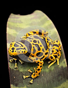 Yellow banded poison frog