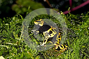 YELLOW-BANDED POISSON FROG dendrobates leucomelas, ADULT