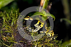 Yellow-Banded Poisson Frog, dendrobates leucomelas, Venemous Specy from South America, Adult