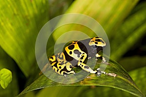 Yellow-Banded Poisson Frog, dendrobates leucomelas, Venemous Specy from South America, Adult