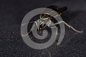 Yellow-banded Polybia Wasp