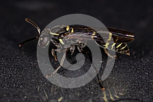 Yellow-banded Polybia Wasp