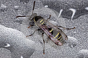 Yellow-banded Polybia Wasp