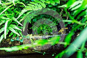 Yellow banded posioned dart frog, dendrobates leucomelas photo