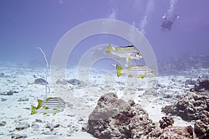 Yellow-banded Sweetlips