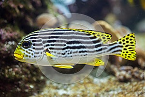 Yellow-banded sweetlips Plectorhinchus lineatus.