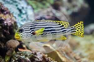 Yellow-banded sweetlips Plectorhinchus lineatus.