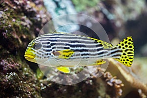 Yellow-banded sweetlips Plectorhinchus lineatus. photo
