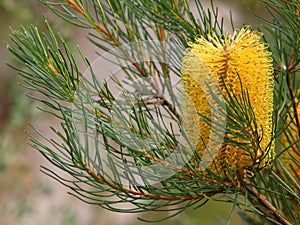 Yellow Banksia bloom in garden nature details