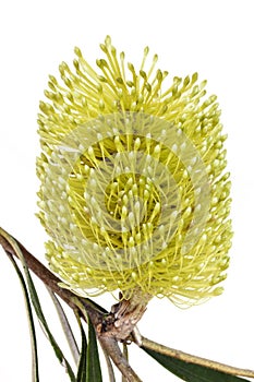 Yellow Banksia Flower Isolated photo
