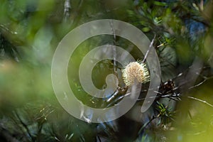 yellow Banksia flower in tasmania australia