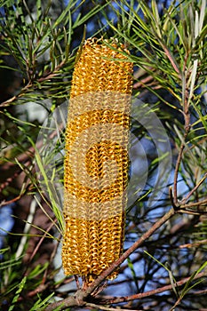 Yellow Banksia Spinulosa