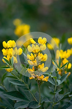 Yellow Banner Flowers