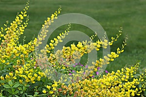 Yellow Baptisia Flower