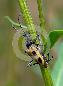 Yellow barbel beetle with spots (Brachyta interrogationis) crawls along the stem of plant. Macro