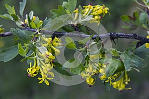 Yellow Barberry blossom.