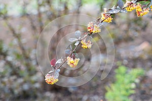 Yellow barberry flower in spring