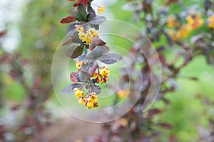 Yellow barberry flower in spring