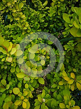 Yellow barberry with yellow rounded leaves